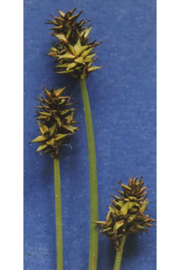 Sheep Sedge — photo by Hurd, E.G., N.L. Shaw, J. Mastrogiuseppe, L.C. Smithman, and S. Goodrich.