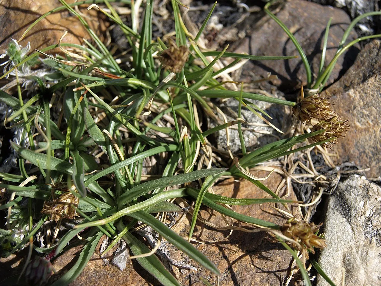 Coastal Sand Sedge — photo by Jim Morefield from Nevada, USA