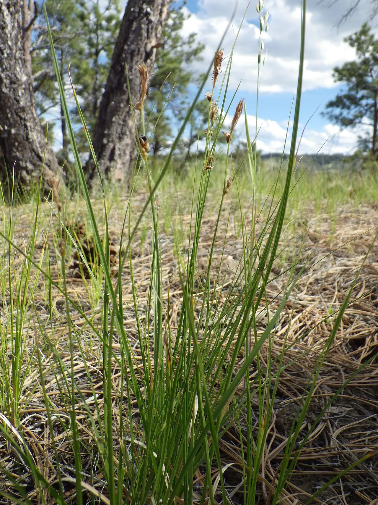 Sun Sedge (subsp. heliophila) — photo by Matt Lavin from Bozeman, Montana, USA