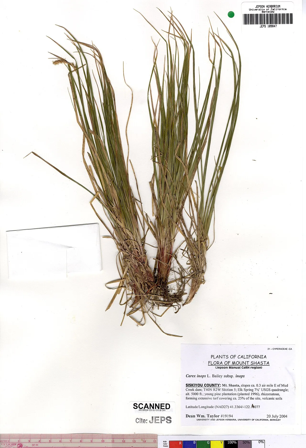 Long-stolon Sedge — photo by DeanWmTaylor