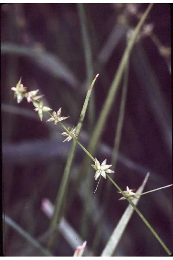 Inland Sedge