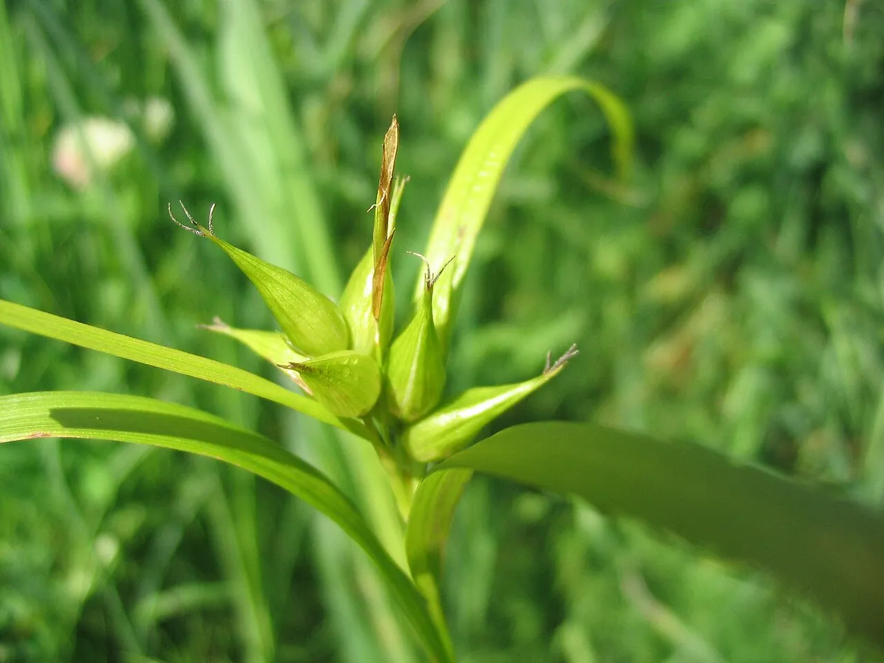 Greater Bladder Sedge — photo by Superior National Forest