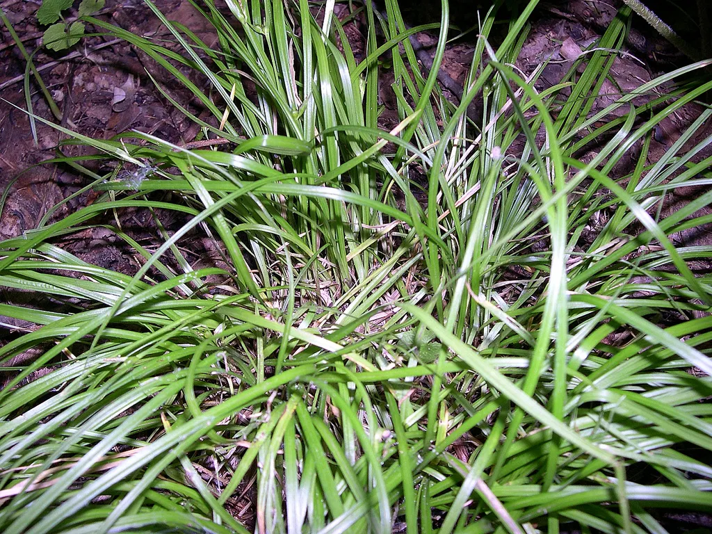 James' Sedge — photo by Jason Sturner from Knoxville, Tennessee, USA