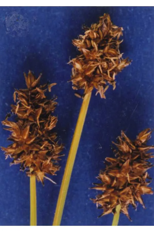 Jones' Sedge — photo by Hurd, E.G., N.L. Shaw, J. Mastrogiuseppe, L.C. Smithman, and S. Goodrich.