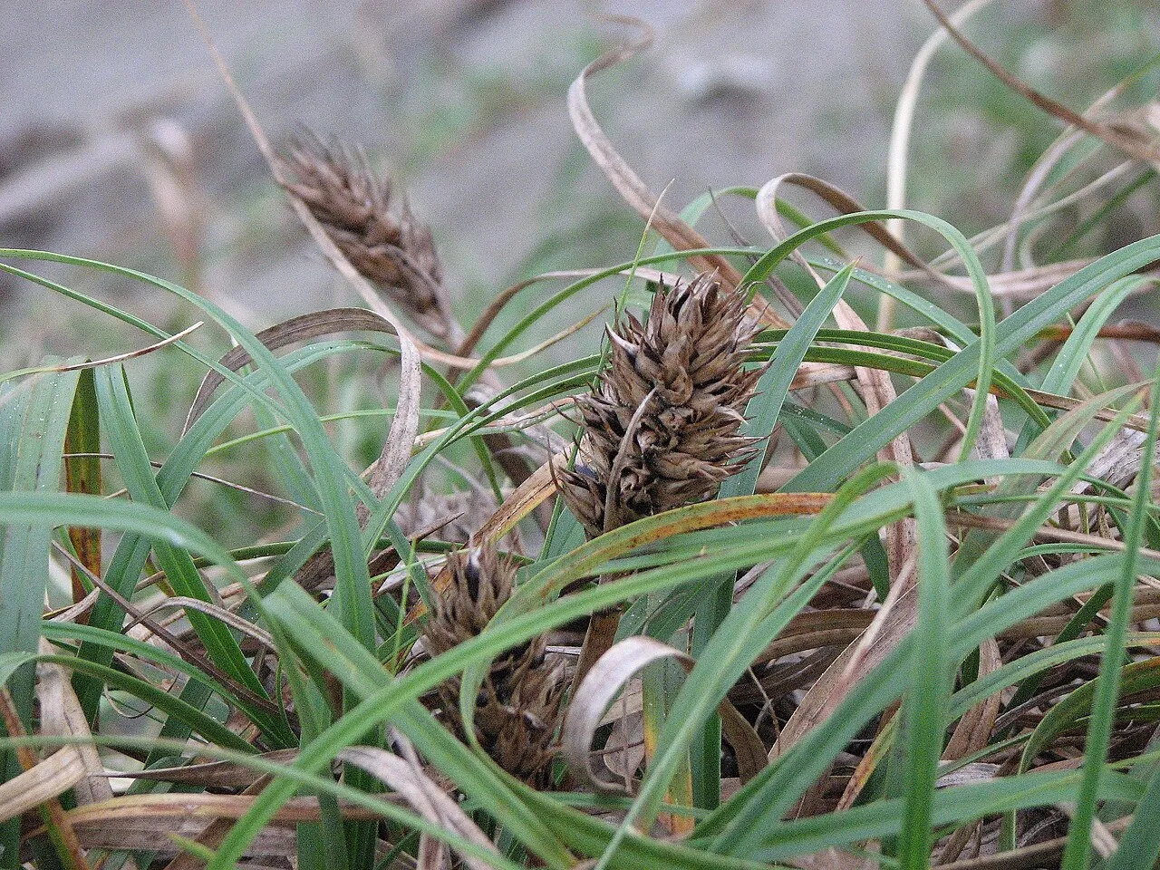 Japanese Sedge — photo by self