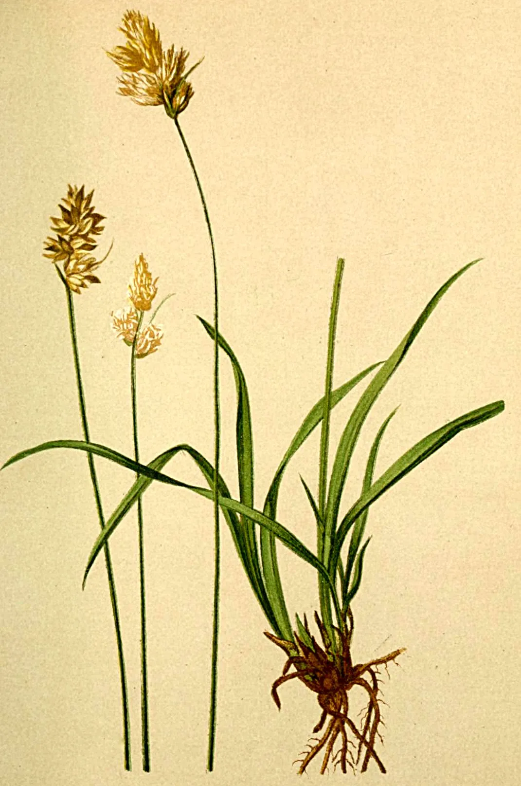 Twotipped Sedge — photo by Anton Hartinger