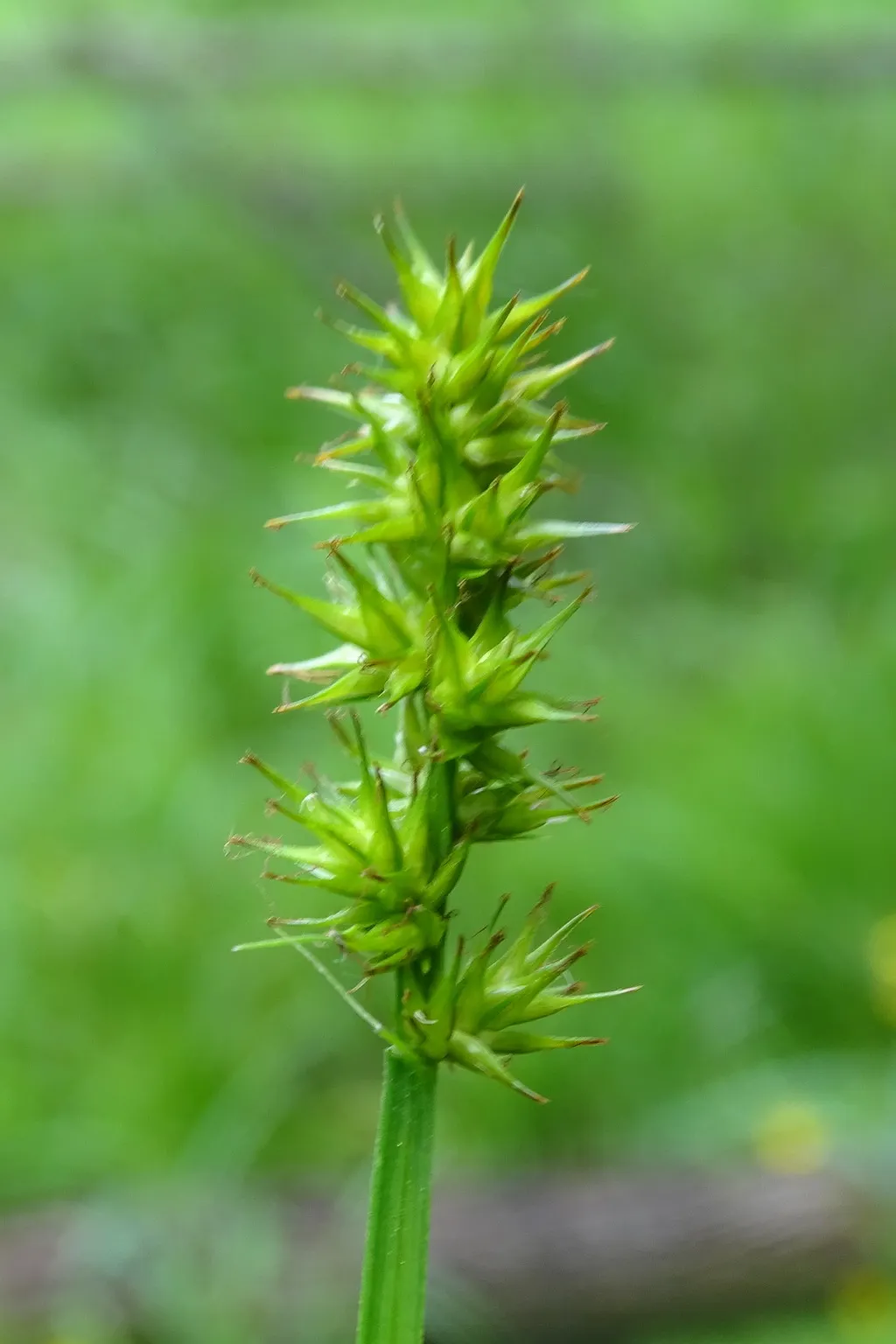 Smoothsheath Sedge — photo by Reuven Martin (reuvenm)