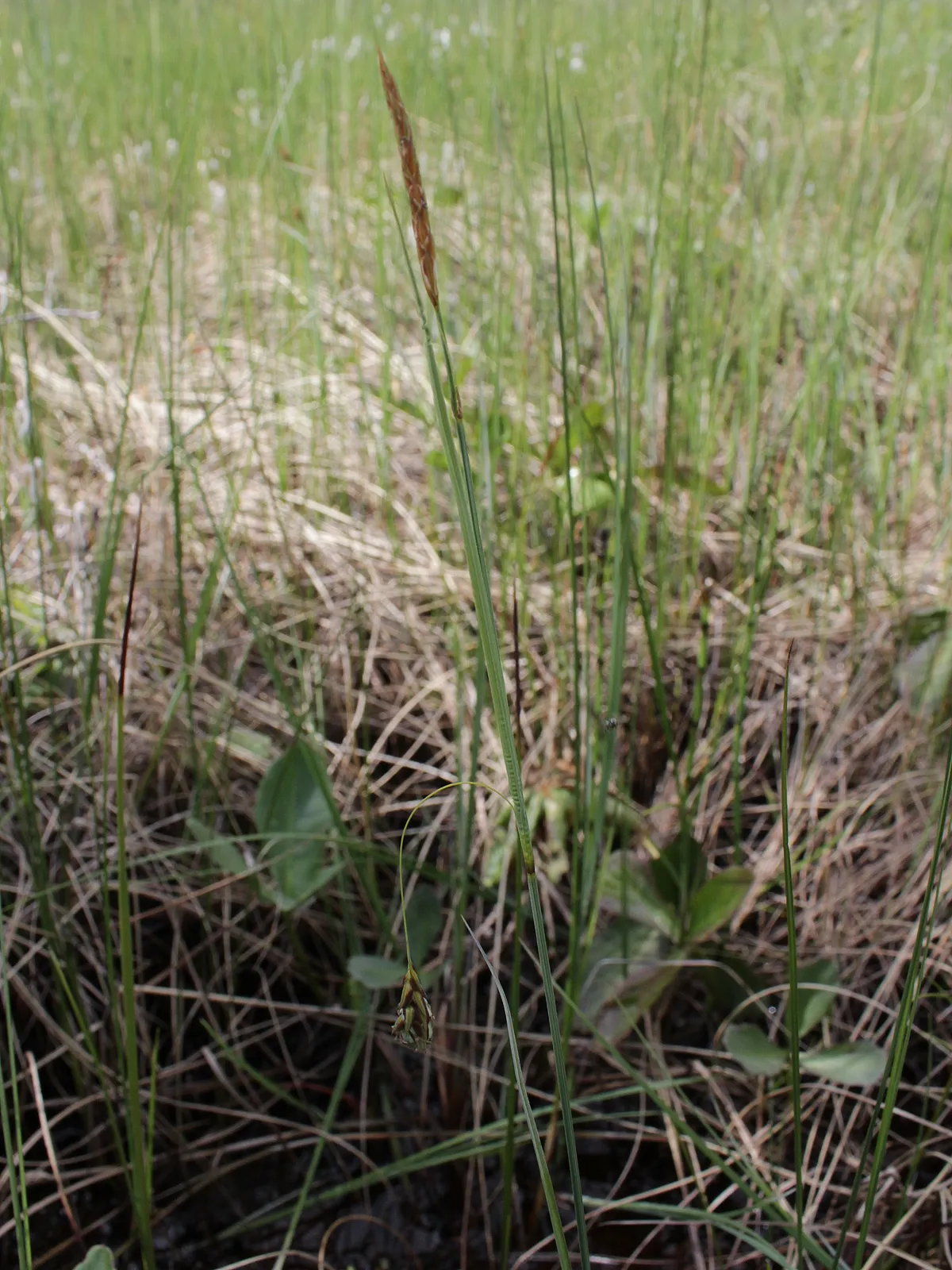 Weak Sedge — photo by Matti Virtala