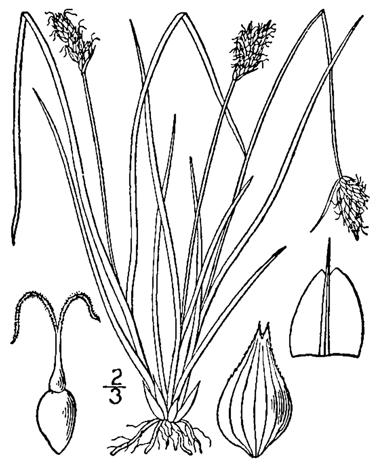 Leavenworth's Sedge