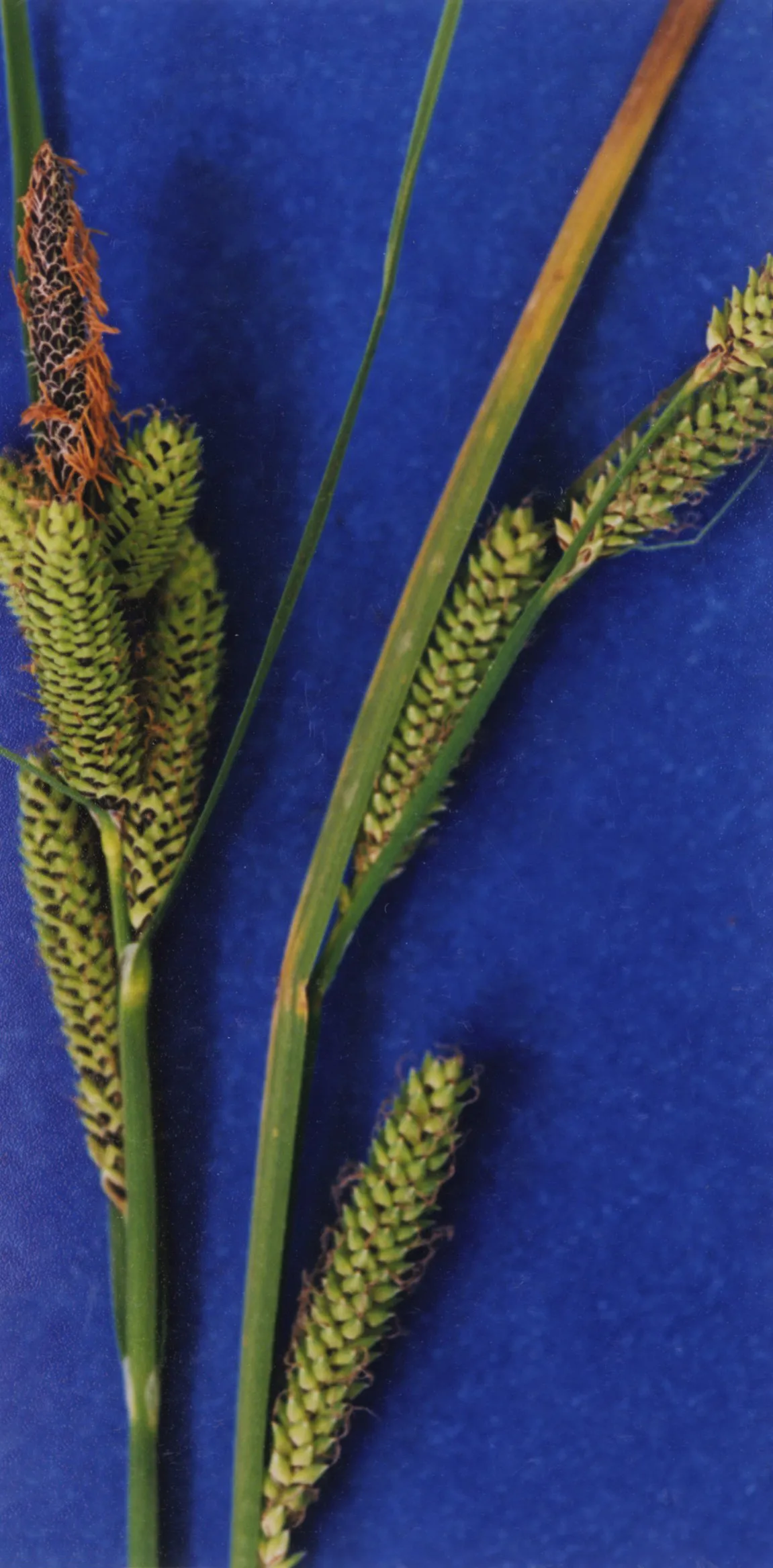 Lakeshore Sedge (var. impressa) — photo by Hurd, E.G., N.L. Shaw, J. Mastrogiuseppe, L.C. Smithman, and S. Goodrich. 199…
