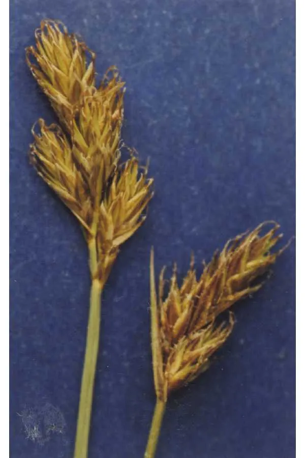 Sierra Hare Sedge — photo by Hurd, E.G., N.L. Shaw, J. Mastrogiuseppe, L.C. Smithman, and S. Goodrich.