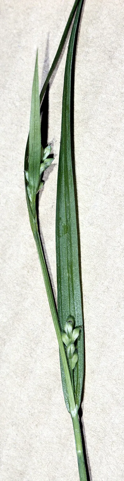 Nerveless Woodland Sedge — photo by Robert H. Mohlenbrock. USDA NRCS. 1995. Northeast wetland flora: Field office…