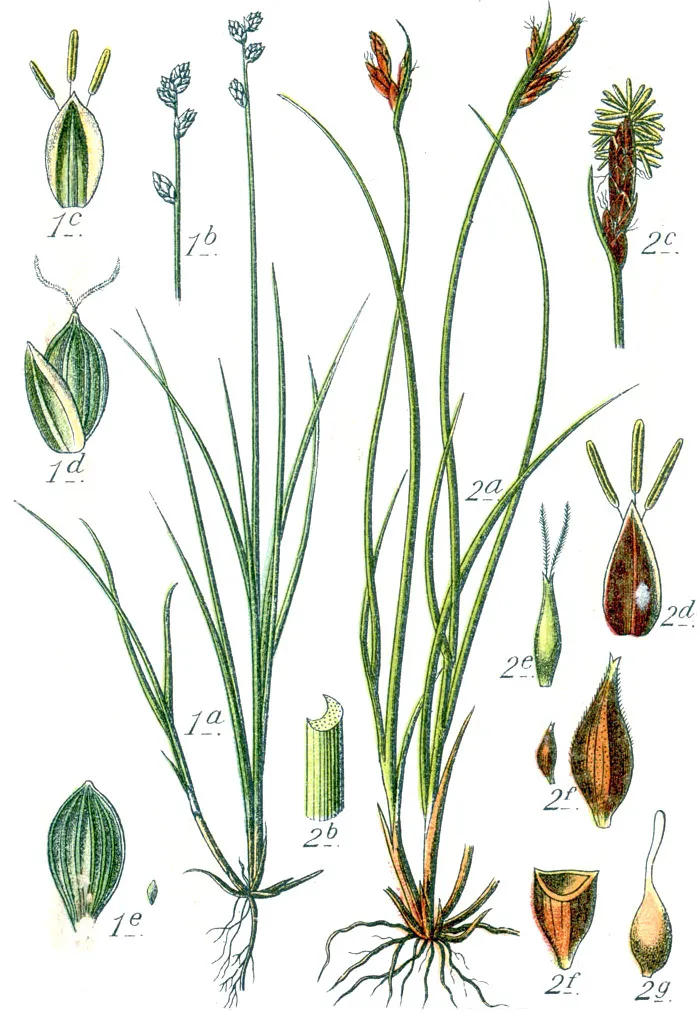 Ryegrass Sedge — photo by Johann Georg Sturm (Painter: Jacob Sturm )