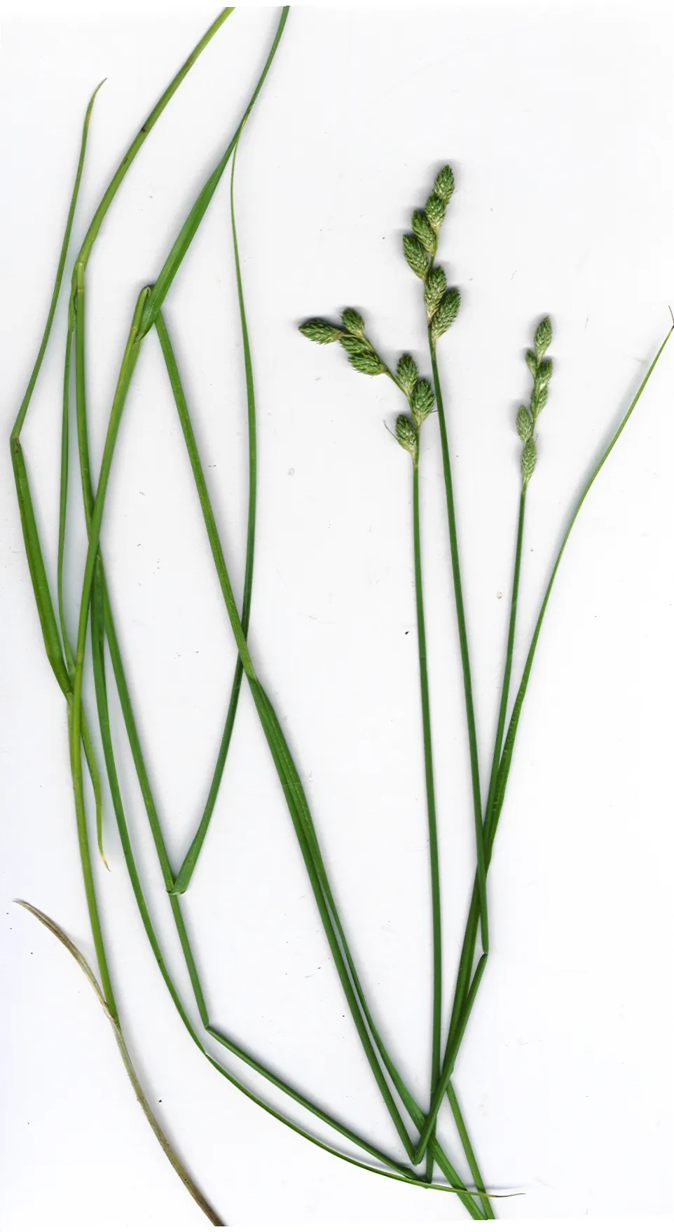 Long's Sedge