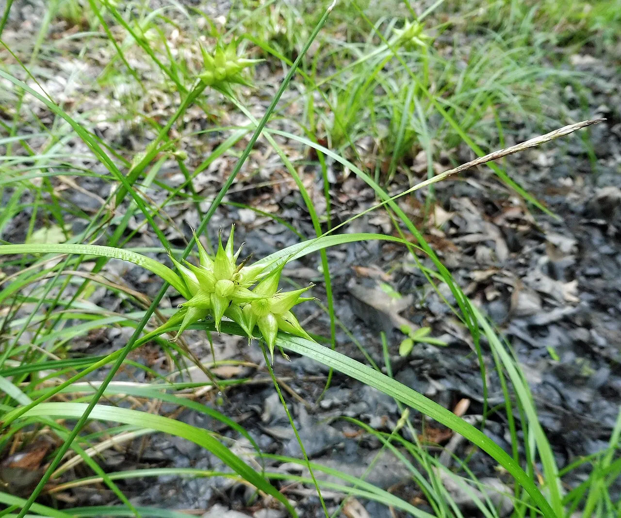 Louisiana Sedge — photo by Mason Brock ( Masebrock )