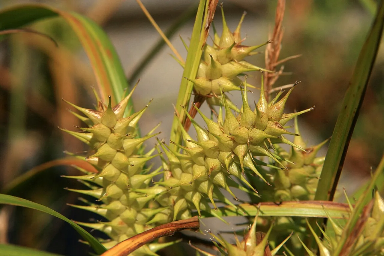 False Hop Sedge — photo by Quinn Dombrowski from Berkeley, USA
