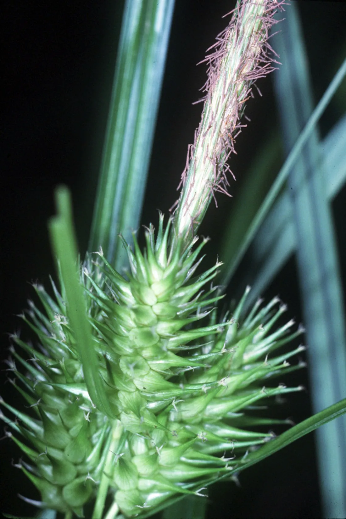 Hop Sedge