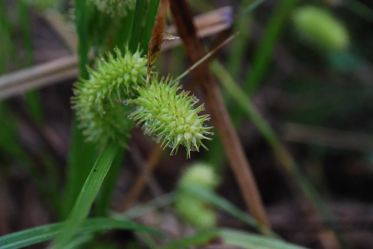 Shallow Sedge — photo by Joshua Mayer