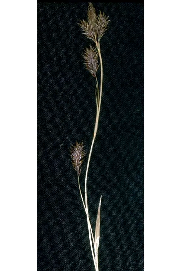 Woodrush Sedge — photo by Robert H. Mohlenbrock