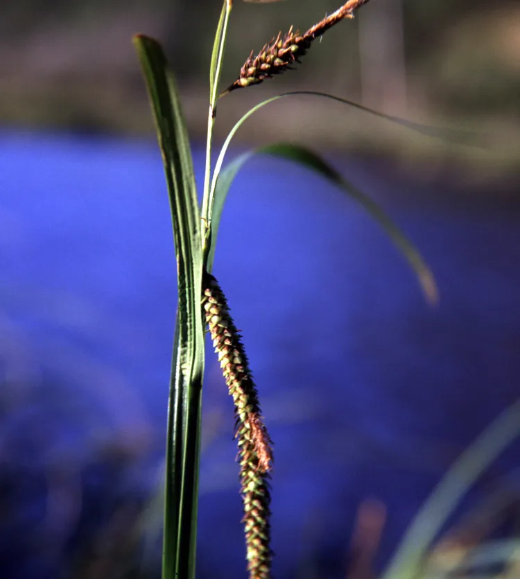 Lyngbye's Sedge — photo by Gordon Leppig & Andrea J. Pickart