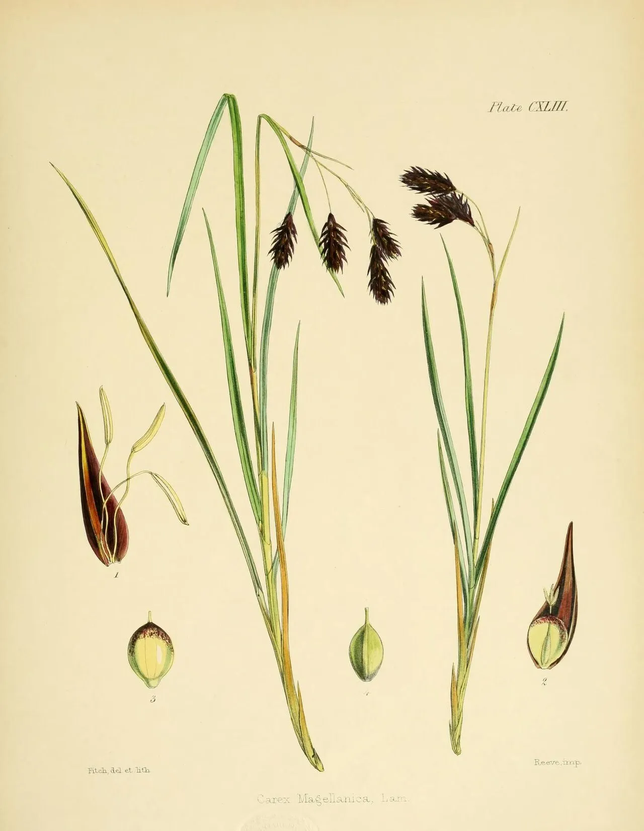 Boreal Bog Sedge — photo by Walter Hood Fitch