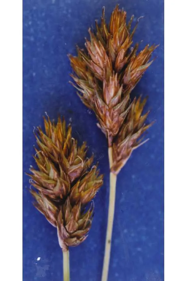 Mariposa Sedge — photo by Hurd, E.G., N.L. Shaw, J. Mastrogiuseppe, L.C. Smithman, and S. Goodrich.