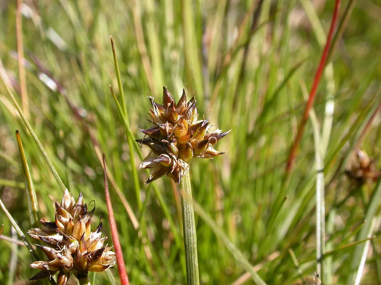 Curved Sedge — photo by No machine-readable author provided. Thommybe assumed (based on copyright cla…