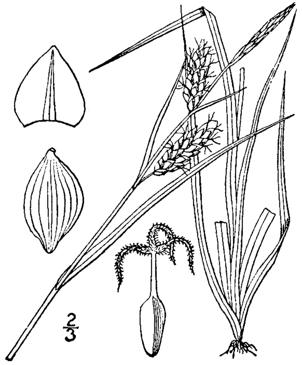 Mead's Sedge
