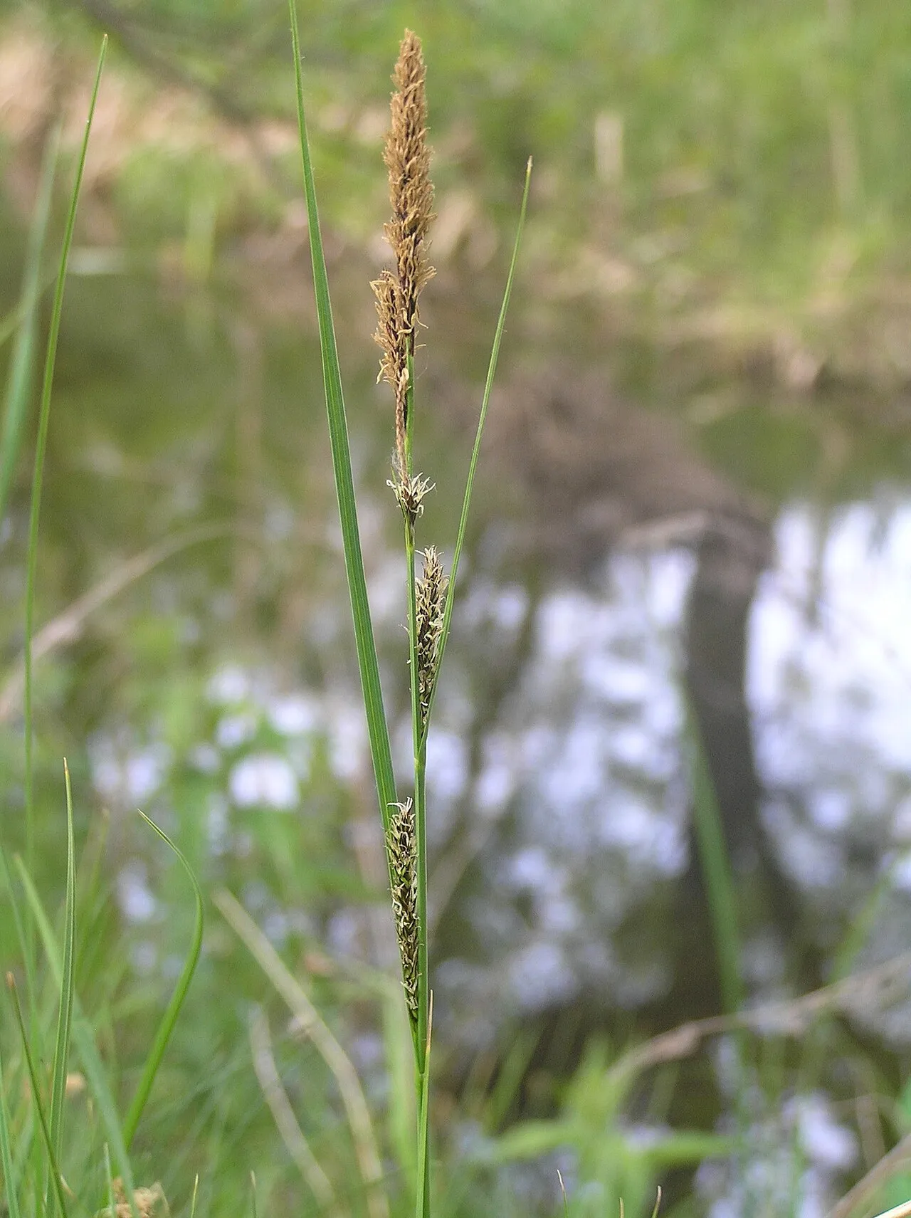 Great Plains Sedge — photo by Petr Filippov