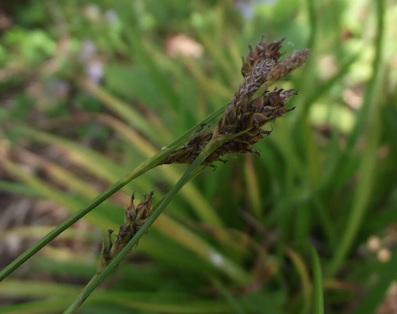 Mendocino Sedge — photo by Stickpen