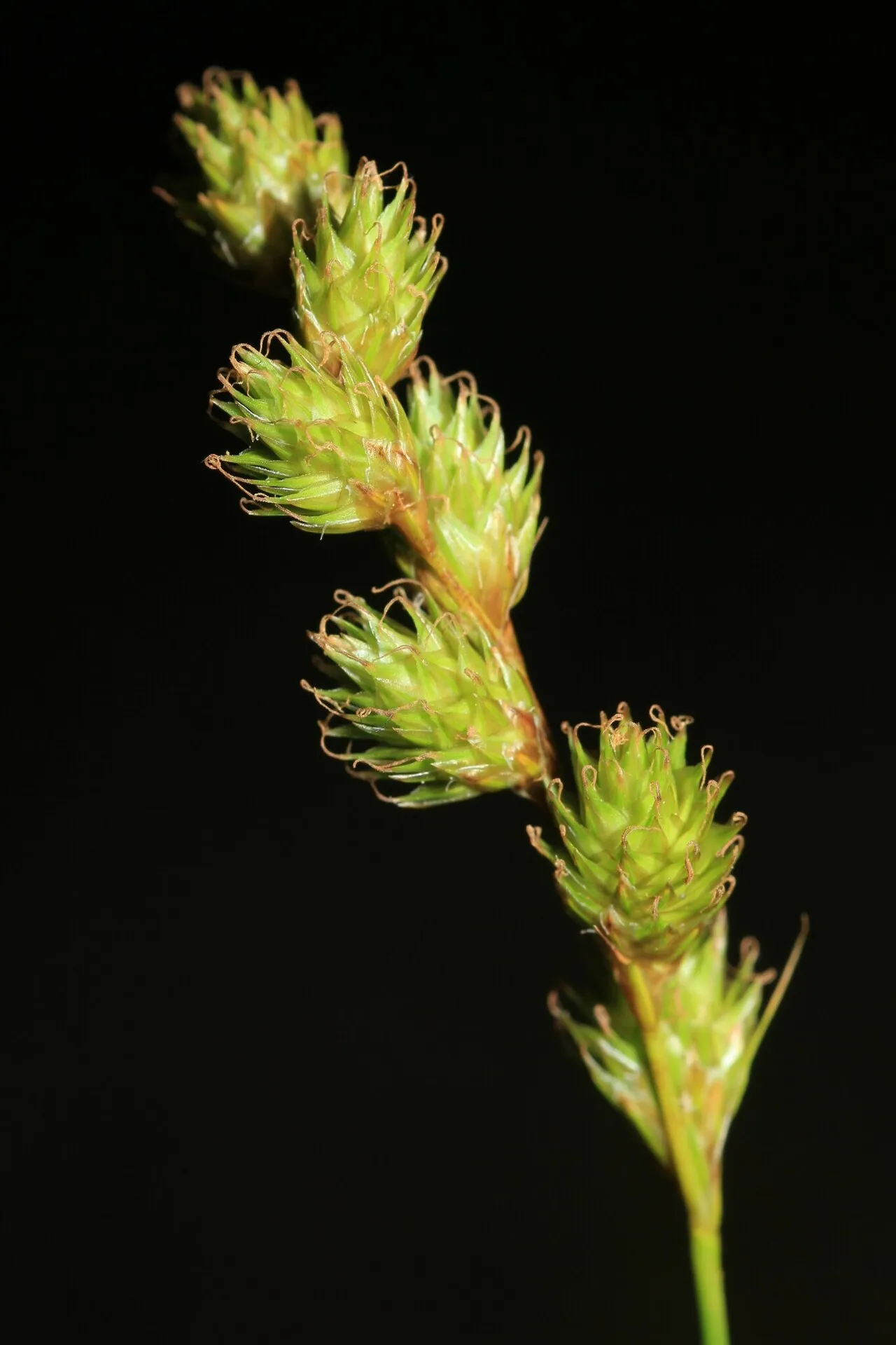 Fernald's Sedge — photo by Quinten Wiegersma