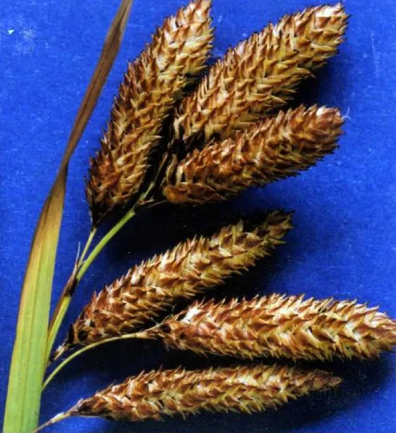Mertens' Sedge — photo by Hurd, E.G., N.L. Shaw, J. Mastrogiuseppe, L.C. Smithman, and S. Goodrich.