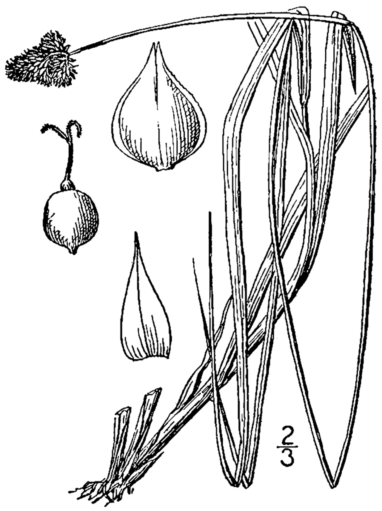 Midland Sedge — photo by Britton, N.L., and A. Brown. 1913. An illustrated flora of the northern Unite…