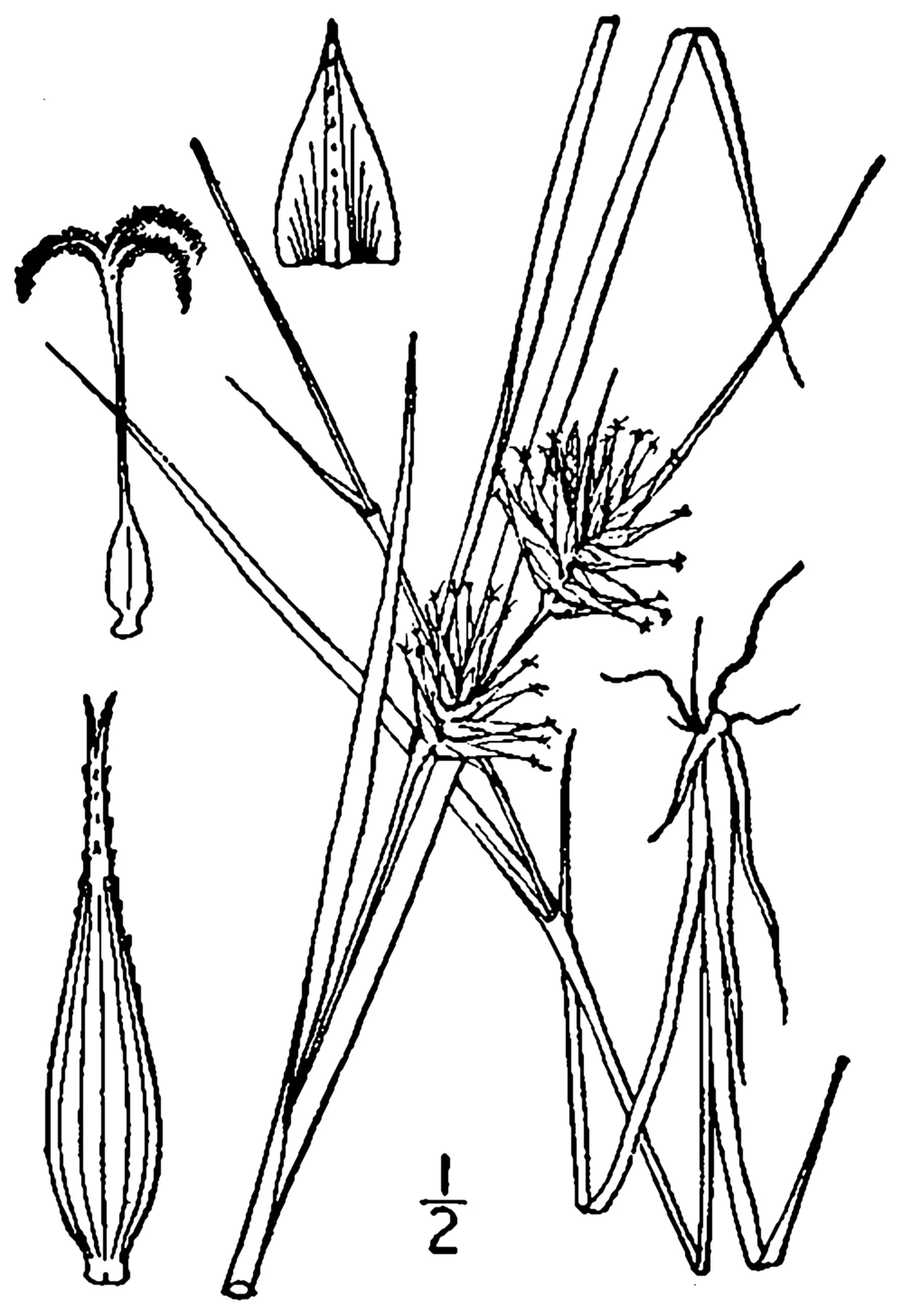 Michaux's Sedge — photo by Britton, N.L., and A. Brown. 1913. An illustrated flora of the northern Unite…