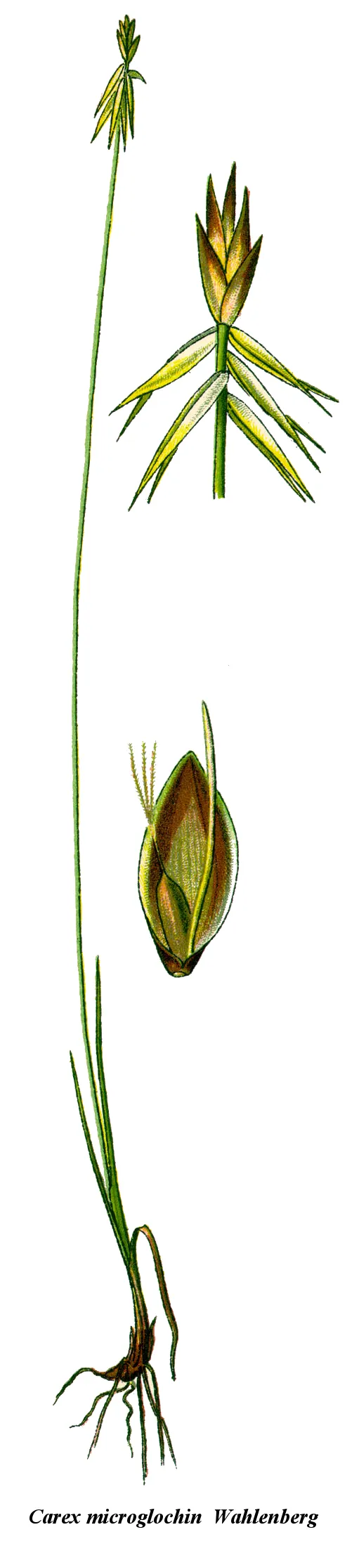 Fewseeded Bog Sedge — photo by Wikimedia Commons