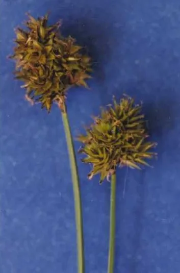 Smallwing Sedge — photo by Hurd, E.G., N.L. Shaw, J. Mastrogiuseppe, L.C. Smithman, and S. Goodrich.