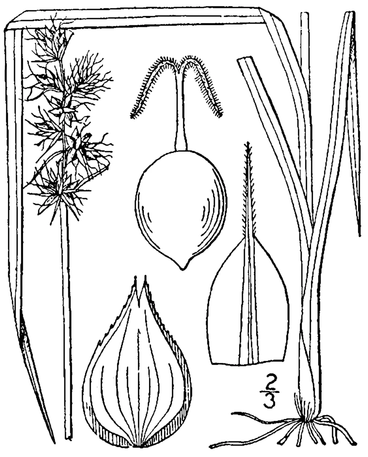 Muhlenberg's Sedge — photo by Britton, N.L., and A. Brown. 1913. An illustrated flora of the northern Unite…
