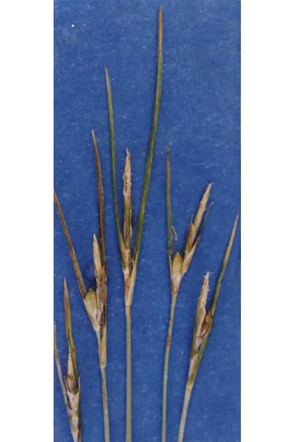 Manystem Sedge — photo by Hurd, E.G., N.L. Shaw, J. Mastrogiuseppe, L.C. Smithman, and S. Goodrich.