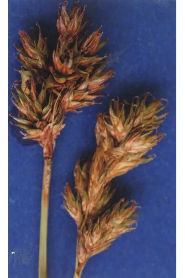 Manyrib Sedge — photo by Hurd, E.G., N.L. Shaw, J. Mastrogiuseppe, L.C. Smithman, and S. Goodrich.