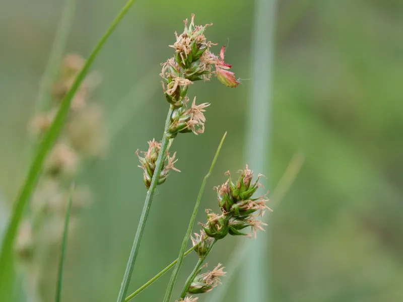 Rough Sedge — photo by Kristian Peters -- Fabelfroh 08:37, 20 May 2007 (UTC)