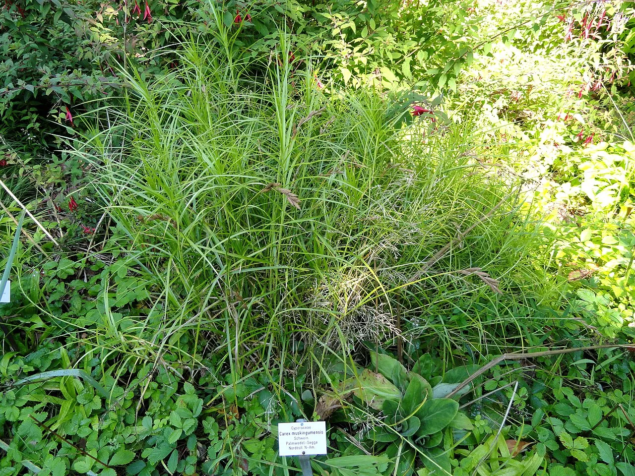 Muskingum Sedge — photo by Daderot