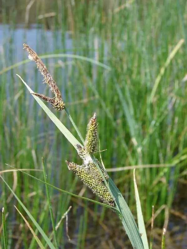 Nebraska Sedge