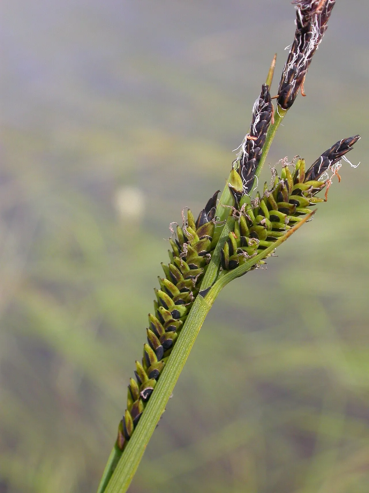 Smooth Black Sedge — photo by No machine-readable author provided. Thommybe assumed (based on copyright cla…