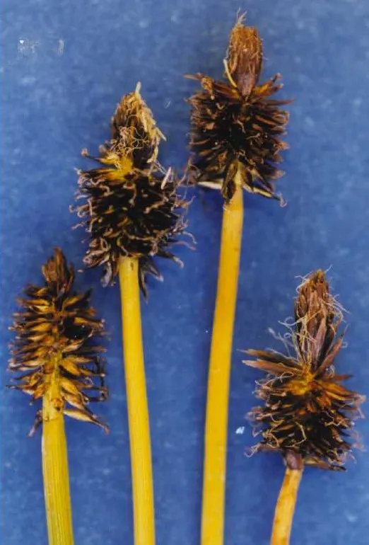 Black Alpine Sedge — photo by Hurd, E.G., N.L. Shaw, J. Mastrogiuseppe, L.C. Smithman, and S. Goodrich.