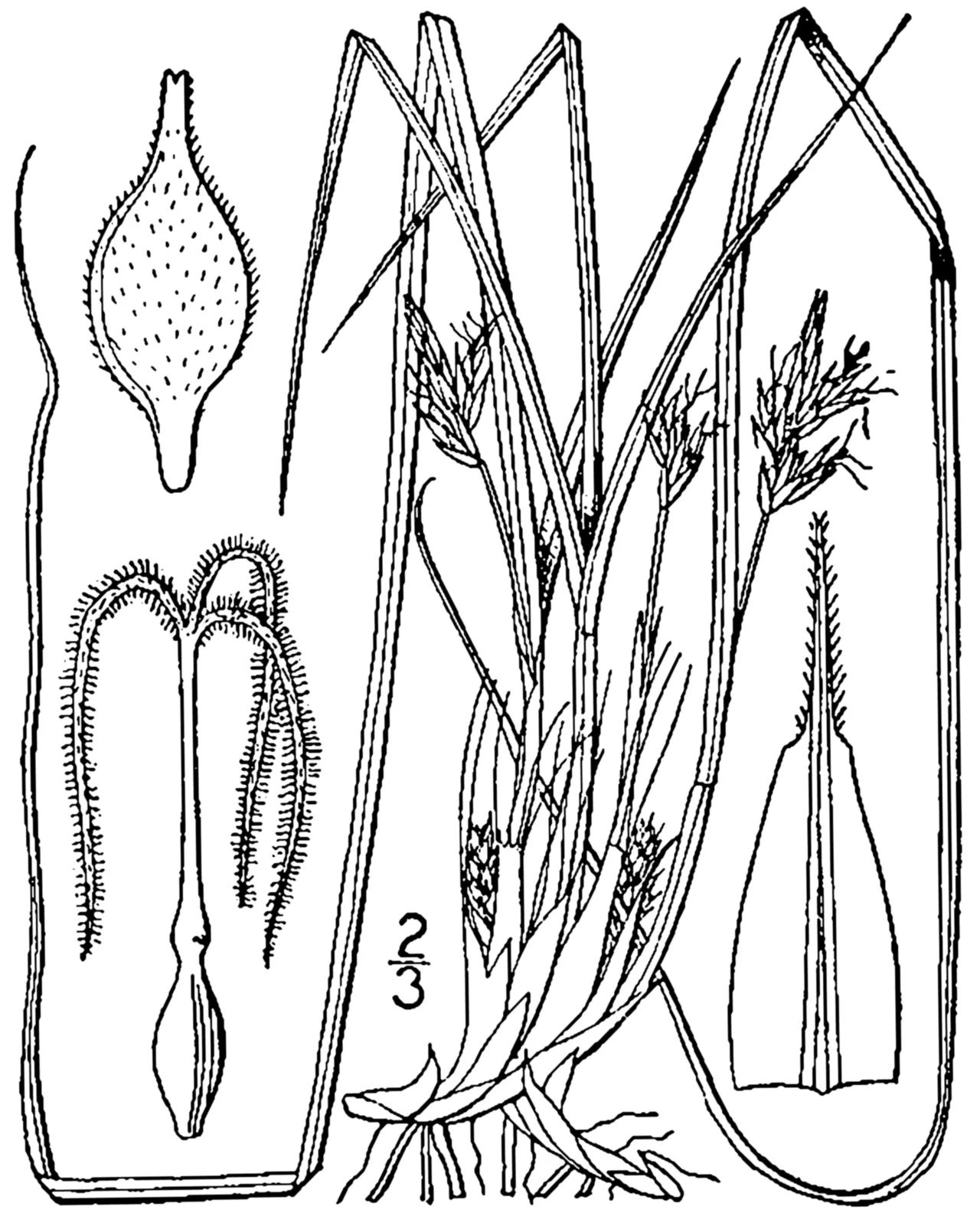 Black Edge Sedge — photo by Britton, N.L., and A. Brown. 1913. An illustrated flora of the northern Unite…