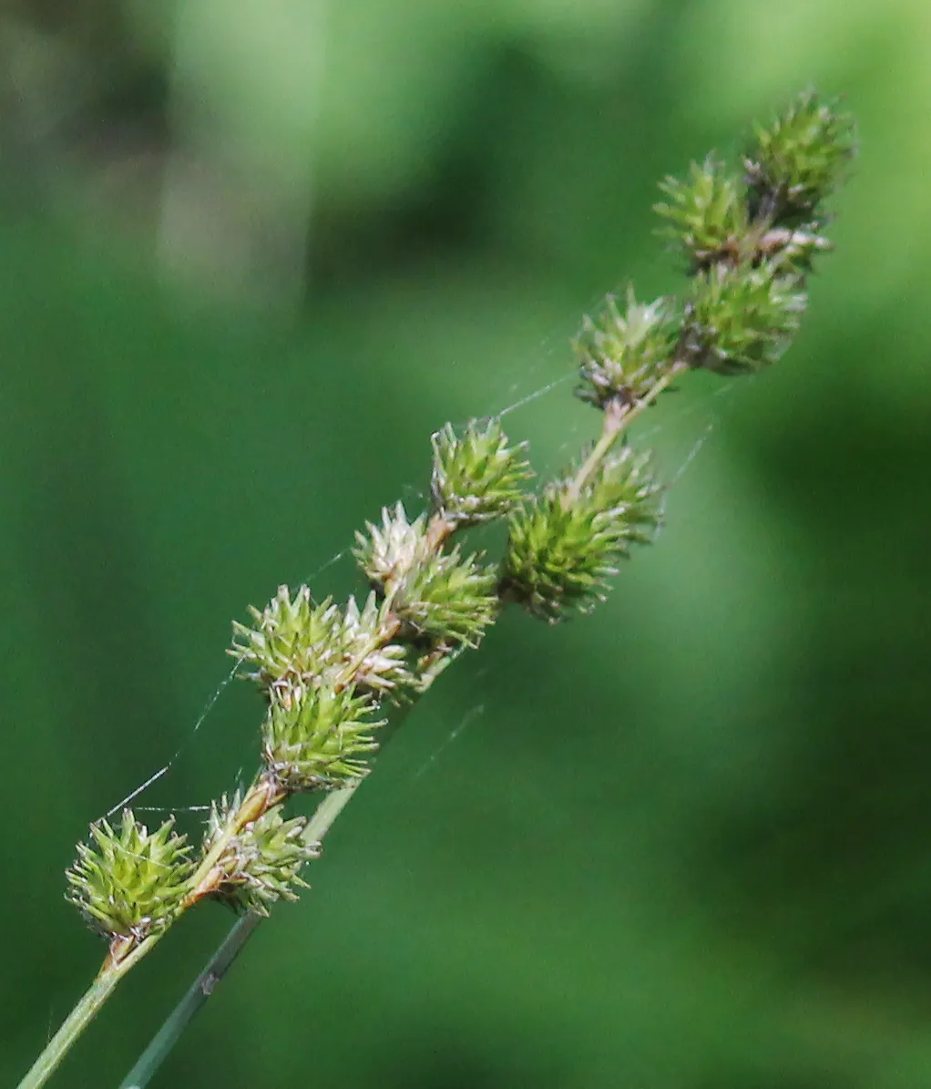 Greater Straw Sedge — photo by cassi saari