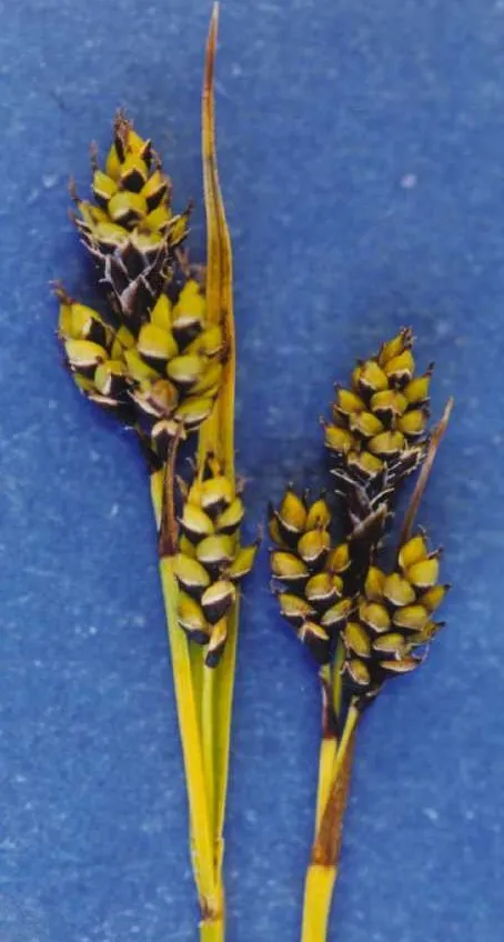 Norway Sedge — photo by Hurd, E.G., N.L. Shaw, J. Mastrogiuseppe, L.C. Smithman, and S. Goodrich.