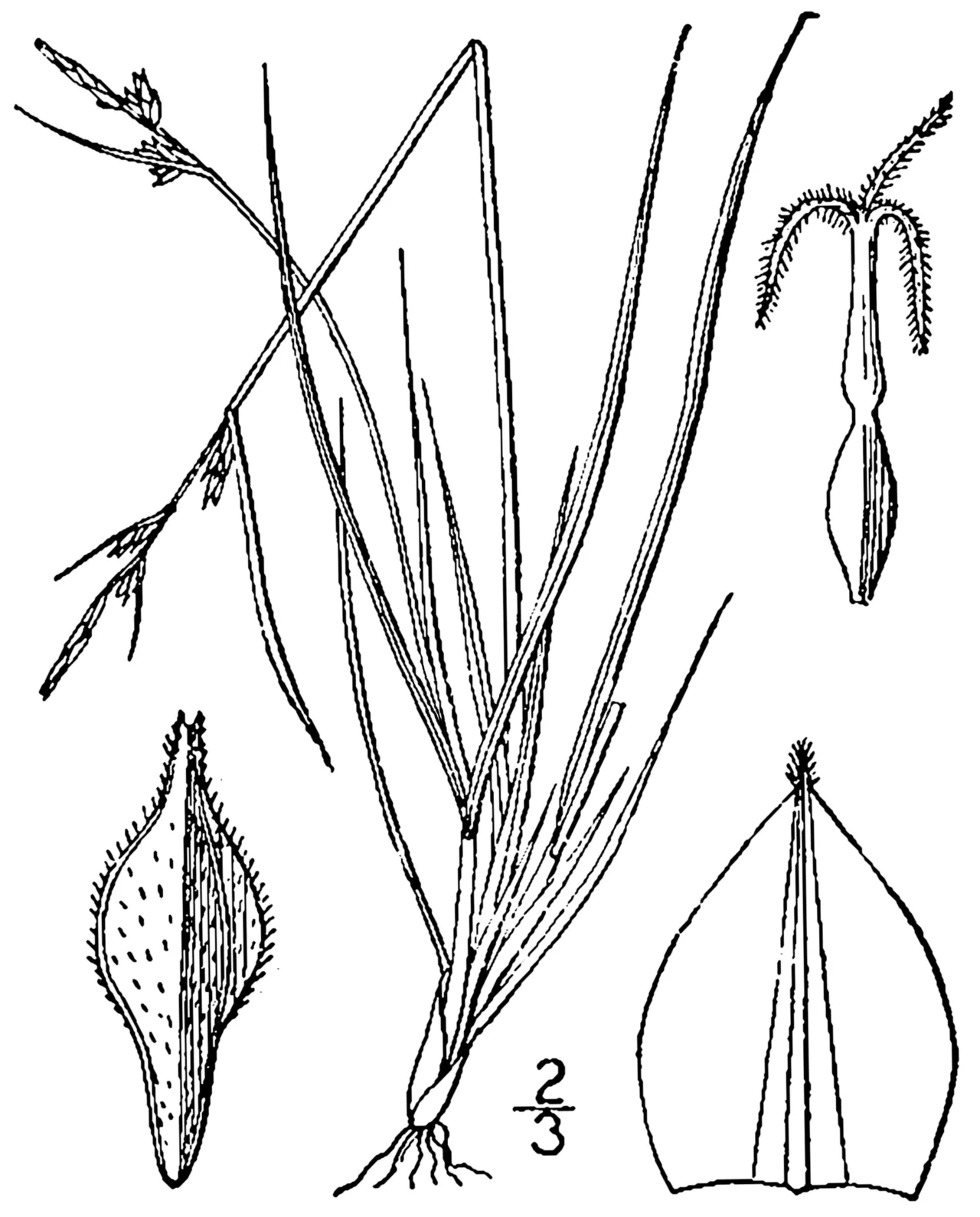 New England Sedge — photo by Britton, N.L., and A. Brown. 1913. An illustrated flora of the northern Unite…