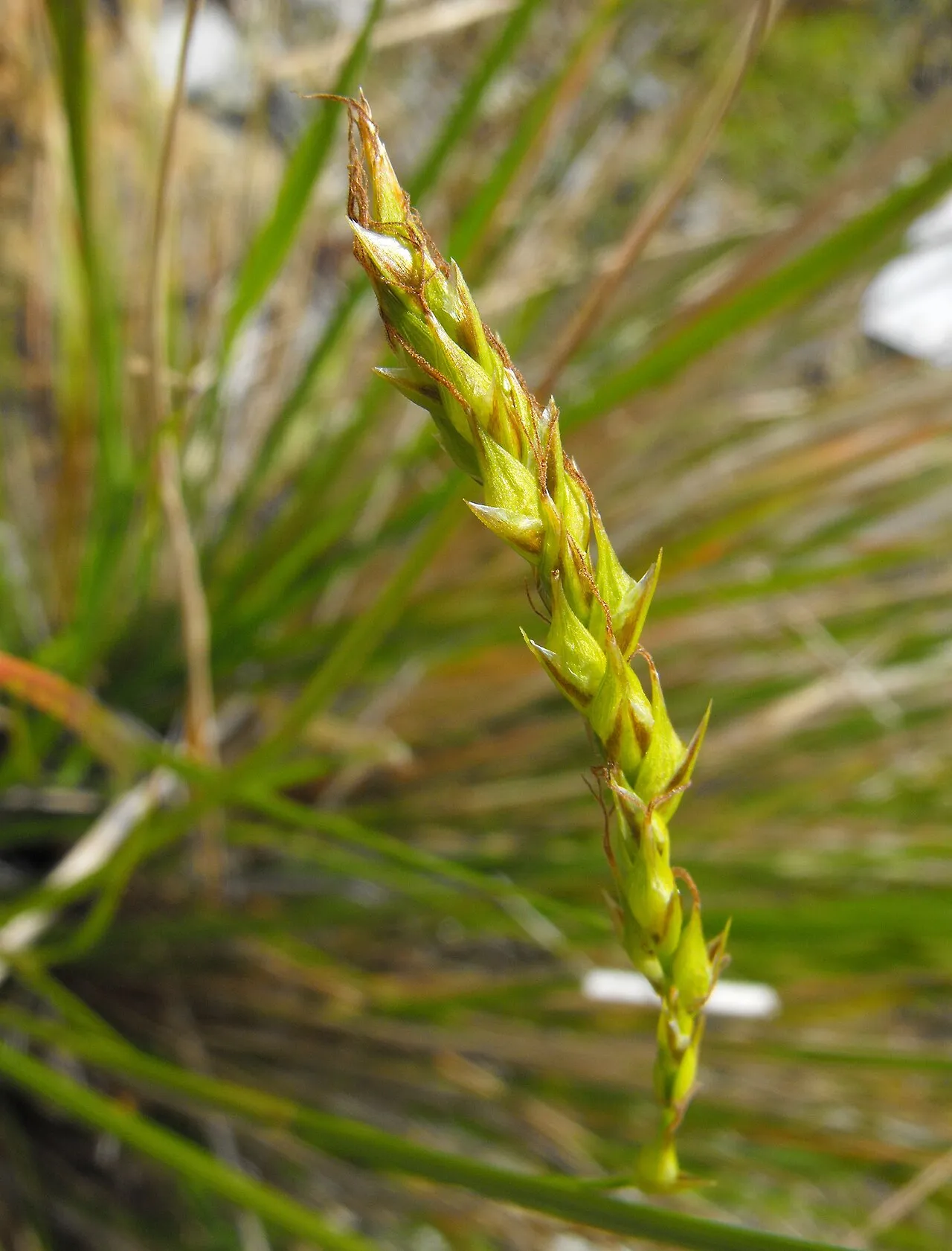 San Luis Obispo Sedge — photo by Stickpen