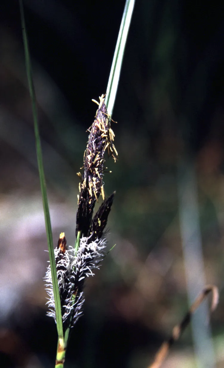 Slough Sedge — photo by Gordon Leppig & Andrea J. Pickart